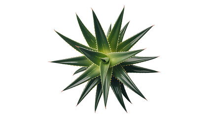 Fototapeta premium A vibrant aloe vera plant viewed from above detailed leaves on transparent background.