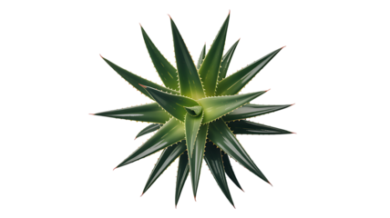 A vibrant aloe vera plant viewed from above detailed leaves on transparent background.