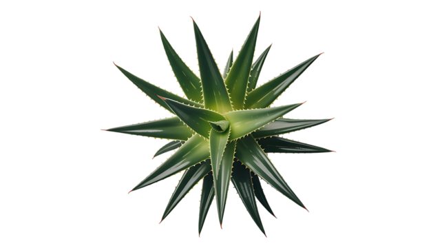 A vibrant aloe vera plant viewed from above detailed leaves on transparent background. - Powered by Adobe