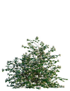 Physocarpus opulifolius tree, front view, cutout, transparent background, isolate, Lush blooming bush with delicate white flowers and green leaves