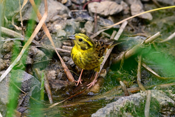 Yellowhammer // Goldammer (Emberiza citrinella) 