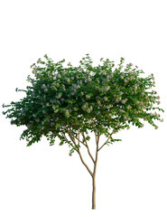 Nyctanthes arbor tristis tree, front view, cutout, transparent background, isolate, Blooming flowering tree with delicate white blossoms and lush green leaves