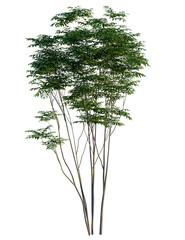 Toona sinensis Flamingo tree, front view, cutout, transparent background, isolate, Lush green tree with delicate branches and vibrant foliage