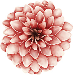 Dahlia watercolor on isolated background. Dahlia flower clipart	