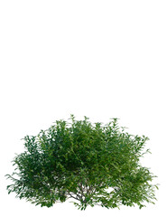 Pistacia lentiscus tree, front view, cutout, transparent background, isolate, Lush green bush with detailed leaves, perfect for landscaping projects