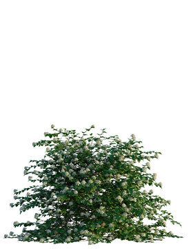Physocarpus opulifolius tree, front view, cutout, transparent background, isolate, Lush blooming shrub with delicate white flowers and green leaves
