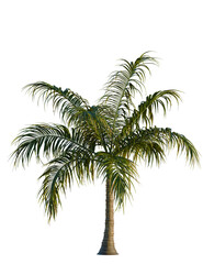 Acanthophoenix rubra tree, front view, cutout, transparent background, isolate, Lush tropical palm tree with vibrant green foliage and textured trunk