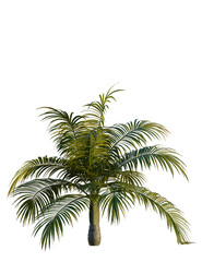 Dictyosperma album tree, front view, cutout, transparent background, isolate, Lush green palm tree with vibrant foliage in bright sunlight