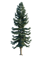 Picea engelmannii tree, front view, cutout, transparent background, isolate, Majestic evergreen tree with lush green foliage stands tall