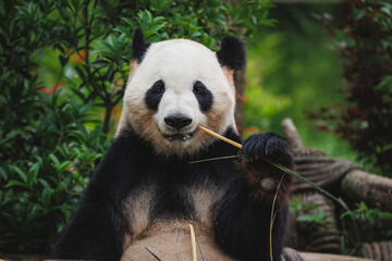 One giant panda in the forest