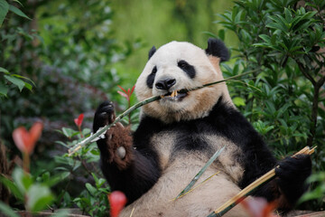 One giant panda in the forest