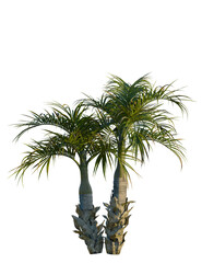 Obraz premium Hyophorbe verschaffeltii tree, front view, cutout, transparent background, isolate, Two lush palm trees with detailed trunks evoke tropical paradise vibes