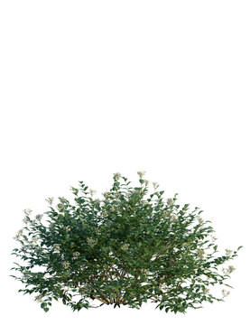 Sambucus nigra tree, front view, cutout, transparent background, isolate, Lush green bush with delicate white blossoms brings natural beauty to any project