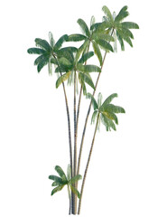 Oncosperma tigillarium tree, front view, cutout, transparent background, isolate, Lush tropical palm trees swaying gently in warm sunny weather