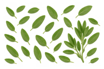 Fresh sage leaves and sprig falling creating a pattern, aromatic herb for cooking and medicinal uses