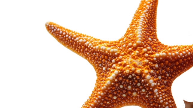 Orange starfish with white dots isolated on a transparent background