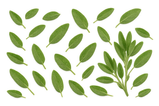 Fresh sage leaves and sprig falling creating a pattern, aromatic herb for cooking and medicinal uses