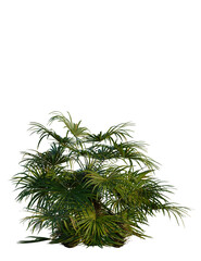 Obraz premium Rhapidophyllum hystrix tree, front view, cutout, transparent background, isolate, Lush tropical palm fronds create a vibrant, natural green canopy for outdoor scenes