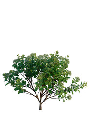 Obraz premium Spiraea betulifolia Tor Gold tree, front view, cutout, transparent background, isolate, Lush green bush with delicate white flower buds ready to bloom