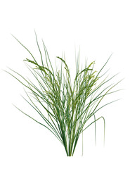 Oryza sativa tree, front view, cutout, transparent background, isolate, Lush green grass stalks with delicate seed heads swaying gently