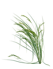 Oryza sativa tree, front view, cutout, transparent background, isolate, Vibrant green rice stalks sway gently, showcasing nature's bounty and growth.