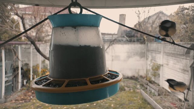 Titmouses at a bird feeder, slow-motion video. Horizontal. A tiny titmouse, perched on a wooden ledge feeder, offers a delicious treat. A feathered friend enjoying a winter meal.