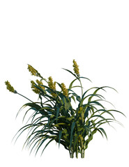 Sorghum bicolor tree, front view, cutout, transparent background, isolate, Vibrant sorghum plant with lush green leaves and golden seed heads, isolated