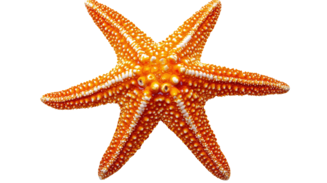 Orange starfish with white dots isolated on a transparent background