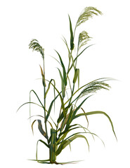 Panicum miliaceum tree, front view, cutout, transparent background, isolate, Vibrant green reeds swaying gently, perfect for nature-inspired designs