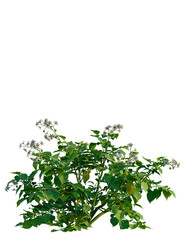 Solanum tuberosum tree, front view, cutout, transparent background, isolate, Vibrant green plant with delicate white flowers, perfect for design needs