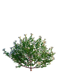 Rosa pimpinellifolia tree, front view, cutout, transparent background, isolate, Blooming white flowers and vibrant green leaves in a lush, natural bush