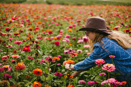 Teen girl in hat cuts zinnia from beautiful colorful field