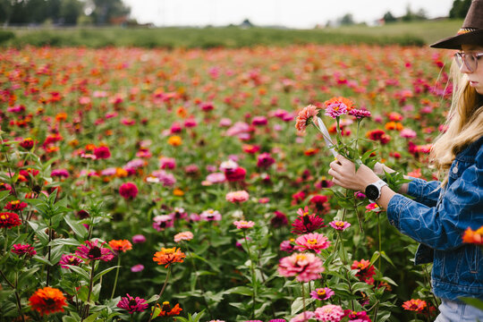 Girl in glasses gathers zinnia flowers from flower field in summer