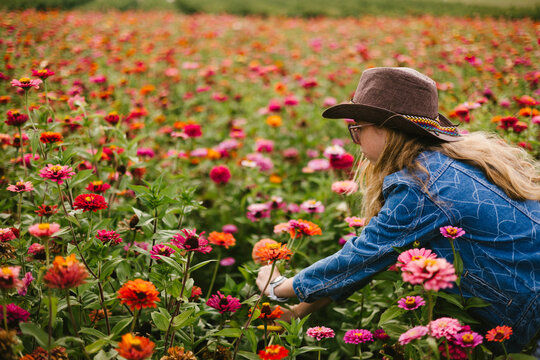 Teenage female in jean jackets cuts zinnia flowers in hat
