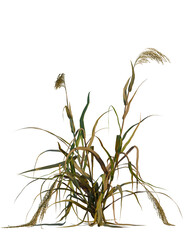 Panicum miliaceum tree, front view, cutout, transparent background, isolate, Elegant ornamental grass with flowing leaves for stunning natural designs