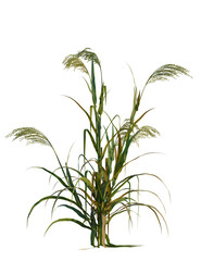 Panicum miliaceum tree, front view, cutout, transparent background, isolate, Elegant ornamental grass with vibrant green leaves and delicate seed heads