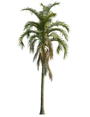 Fototapeta premium Syagrus botryophora tree, front view, cutout, transparent background, isolate, Elegant palm tree isolated for tropical vacation destination designs