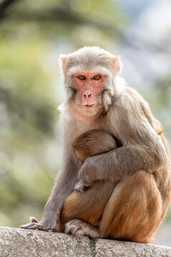 Protective mother monkey gazes calmly after eating