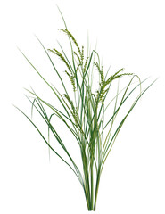 Oryza sativa tree, front view, cutout, transparent background, isolate, Vibrant green grass with delicate seed heads against a deep black backdrop