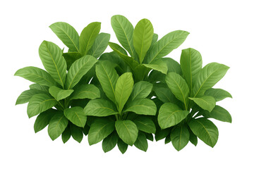 Fototapeta premium Green tropical plant bush with vibrant foliage and fresh leaves on a transparent background