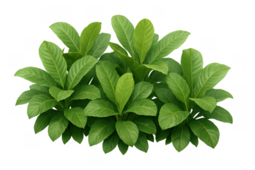 Green tropical plant bush with vibrant foliage and fresh leaves on a transparent background