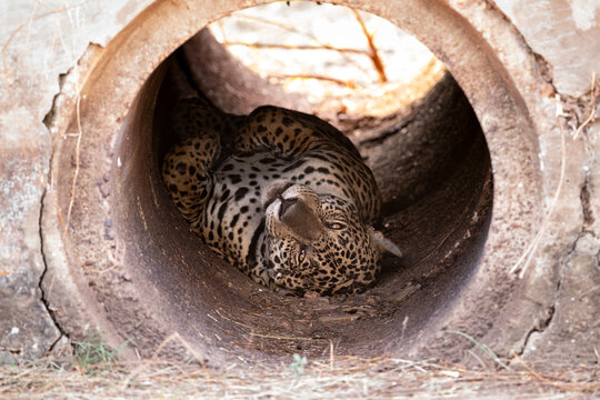 Beautiful view to jaguar inside road shackle in the Pantanal