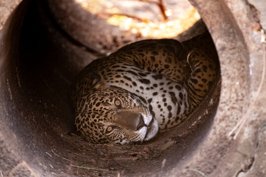 Beautiful view to jaguar inside road shackle in the Pantanal