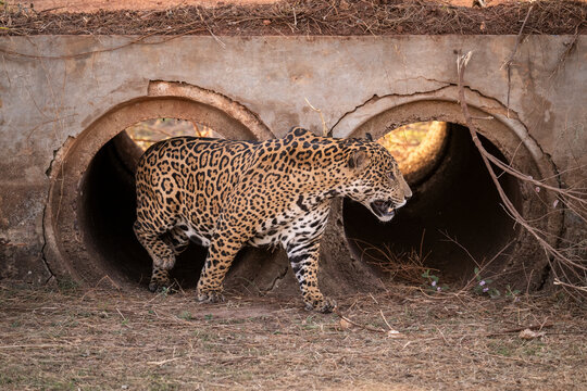Beautiful view to jaguar leaving road shackle in the Pantanal