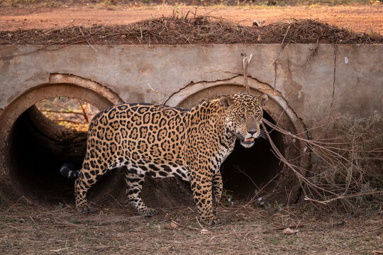 Beautiful view to jaguar leaving road shackle in the Pantanal