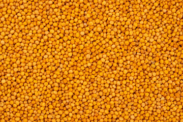 Pile of mustard seeds for background. Top view shot