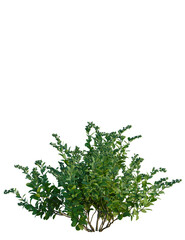 Obraz premium Zenobia pulverulenta Raspberry Ripple tree, front view, cutout, transparent background, isolate, Vibrant green bush with fresh leaves and delicate blossoms isolated design