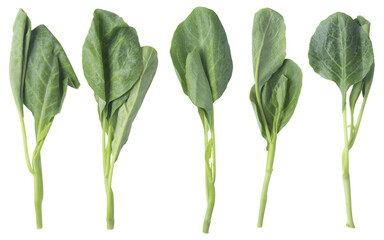 Bunch of fresh Chinese broccoli (Gai Lan) isolated on a transparent background