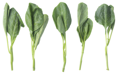 Bunch of fresh Chinese broccoli (Gai Lan) isolated on a transparent background