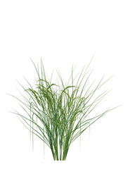Oryza sativa tree, front view, cutout, transparent background, isolate, Vibrant green ornamental grass detail perfect for natural design elements